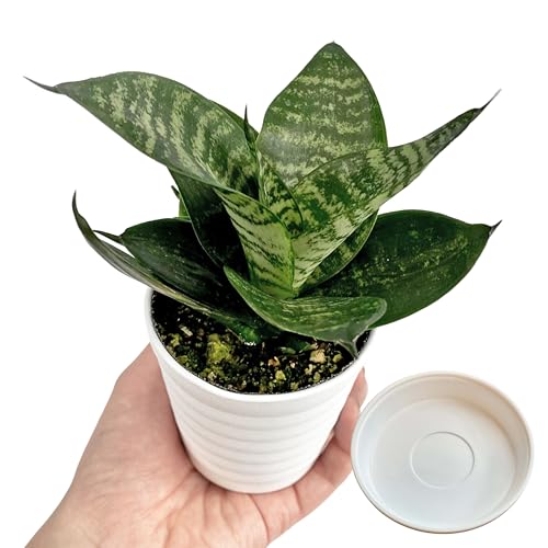 いちごミルク サンスベリア　ハニー いちごミルク サンスベリア ハニー 楽天市場】サンスベリア ハニー（花